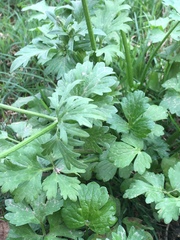 Ranunculus