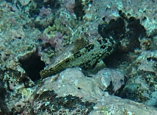 Epinephelus hexagonatus observed 2026-05-22