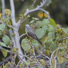 Tyrannus melancholicus