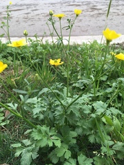 Ranunculus