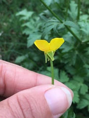 Ranunculus