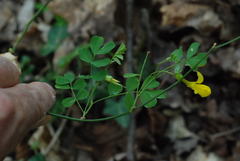 Hippocrepis emerus emerus
