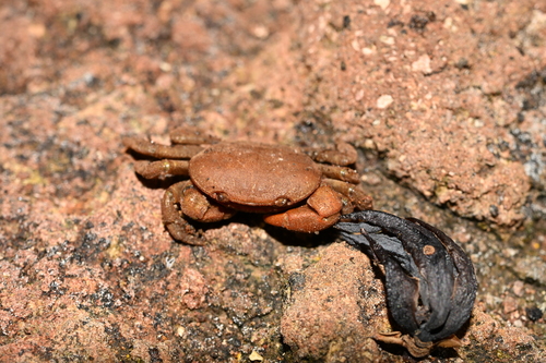 Acmaeopleura parvula observed 2026-05-20