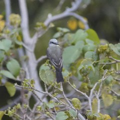 Tyrannus melancholicus