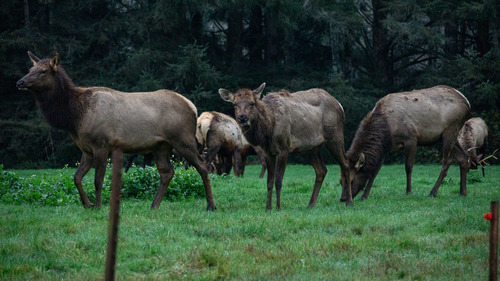 Wapiti, photo 5 of 7