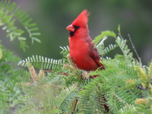 Northern Cardinal photographed in New Mexico