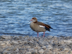 Alopochen aegyptiaca