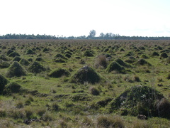 Camponotus punctulatus