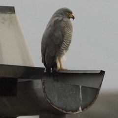 Rupornis magnirostris