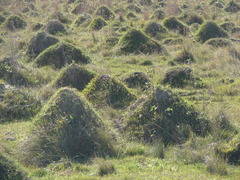 Camponotus punctulatus
