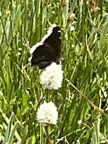 iNaturalist observation photo of Mourning Cloak