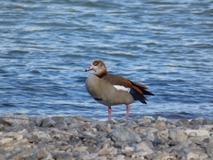 Alopochen aegyptiaca