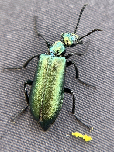 iNaturalist observation photo of Green Blister Beetle