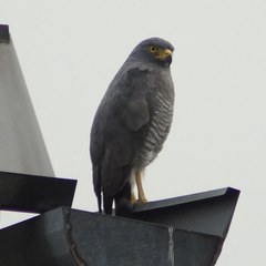 Rupornis magnirostris