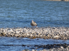 Alopochen aegyptiaca