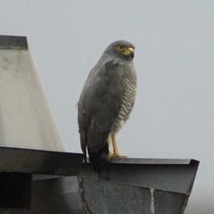 Rupornis magnirostris