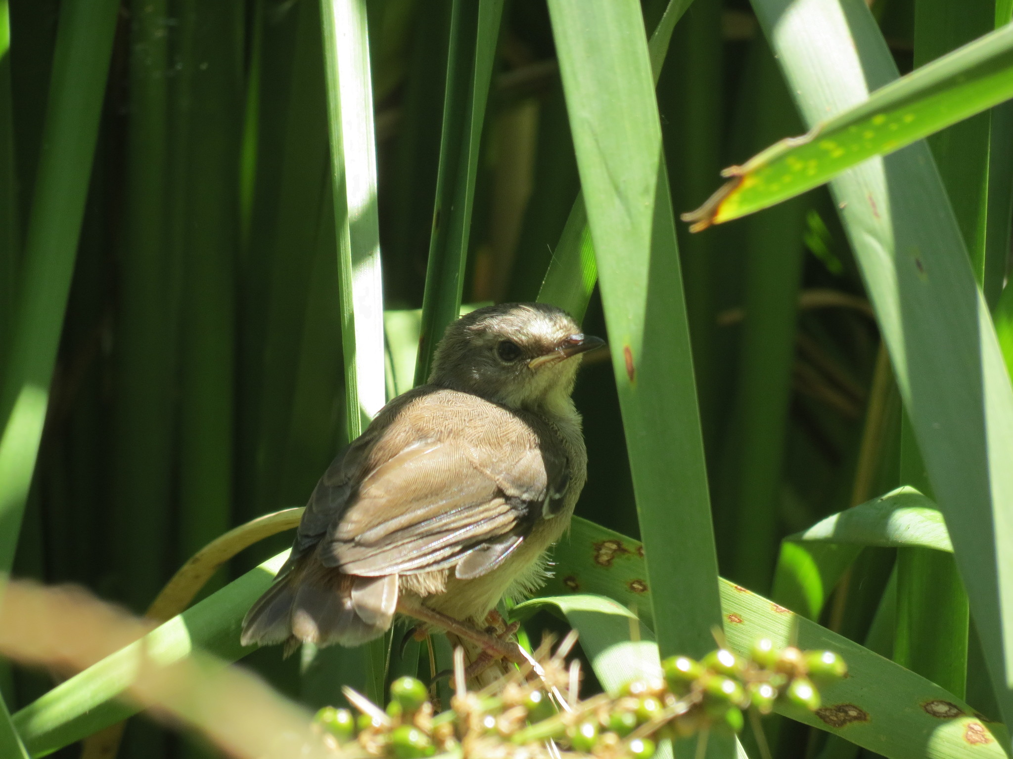 Australian Reed Warbler