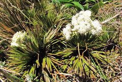 Aciphylla congesta