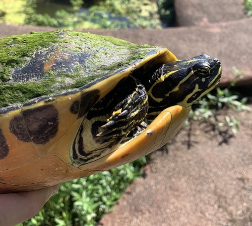 Florida Red-bellied Cooter