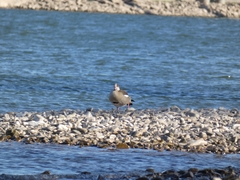 Alopochen aegyptiaca