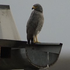 Rupornis magnirostris