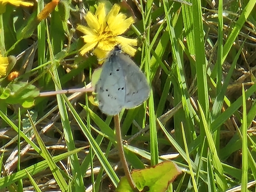 Holly Blue