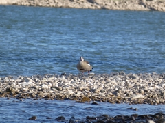 Alopochen aegyptiaca