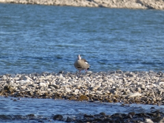 Alopochen aegyptiaca