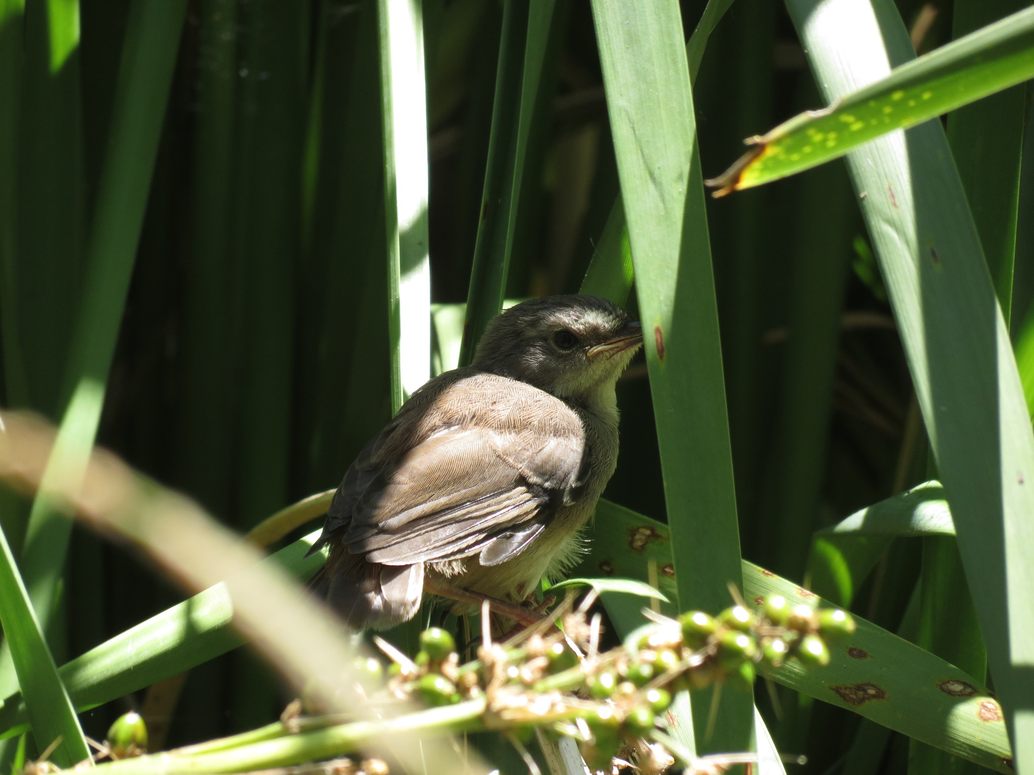 Australian Reed Warbler