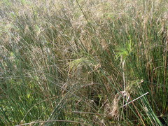 Cyperus giganteus