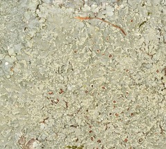 Crespoa crozalsiana