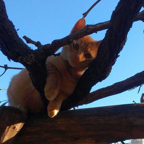 Domestic Cat