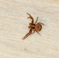Xysticus