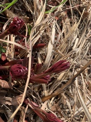 Angiospermae