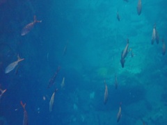 Cephalopholis colonus