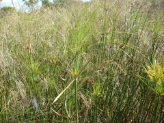 Cyperus giganteus