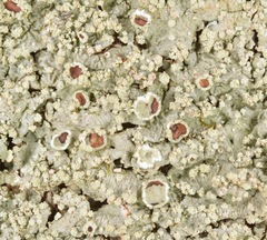 Crespoa crozalsiana