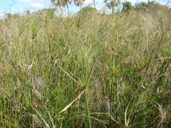 Cyperus giganteus