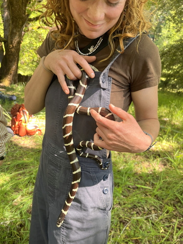 iNaturalist observation photo of California King Snake
