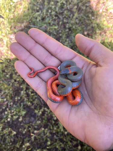 iNaturalist observation photo of Ring-necked Snake