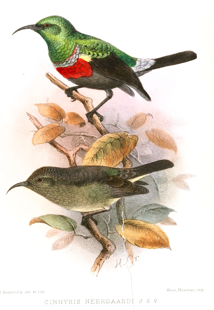Neergaard's Sunbird