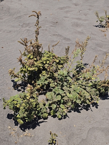 Amaranthus watsonii