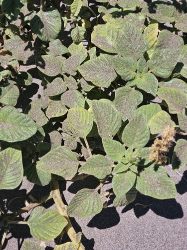 Amaranthus watsonii, photograph 2