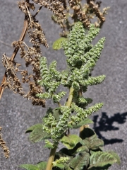 Amaranthus watsonii, photograph (c) Erick Vélez Sánchez, some rights reserved (CC BY)