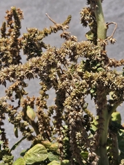 Amaranthus watsonii, photograph (c) Erick Vélez Sánchez, some rights reserved (CC BY)
