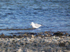 Larus canus