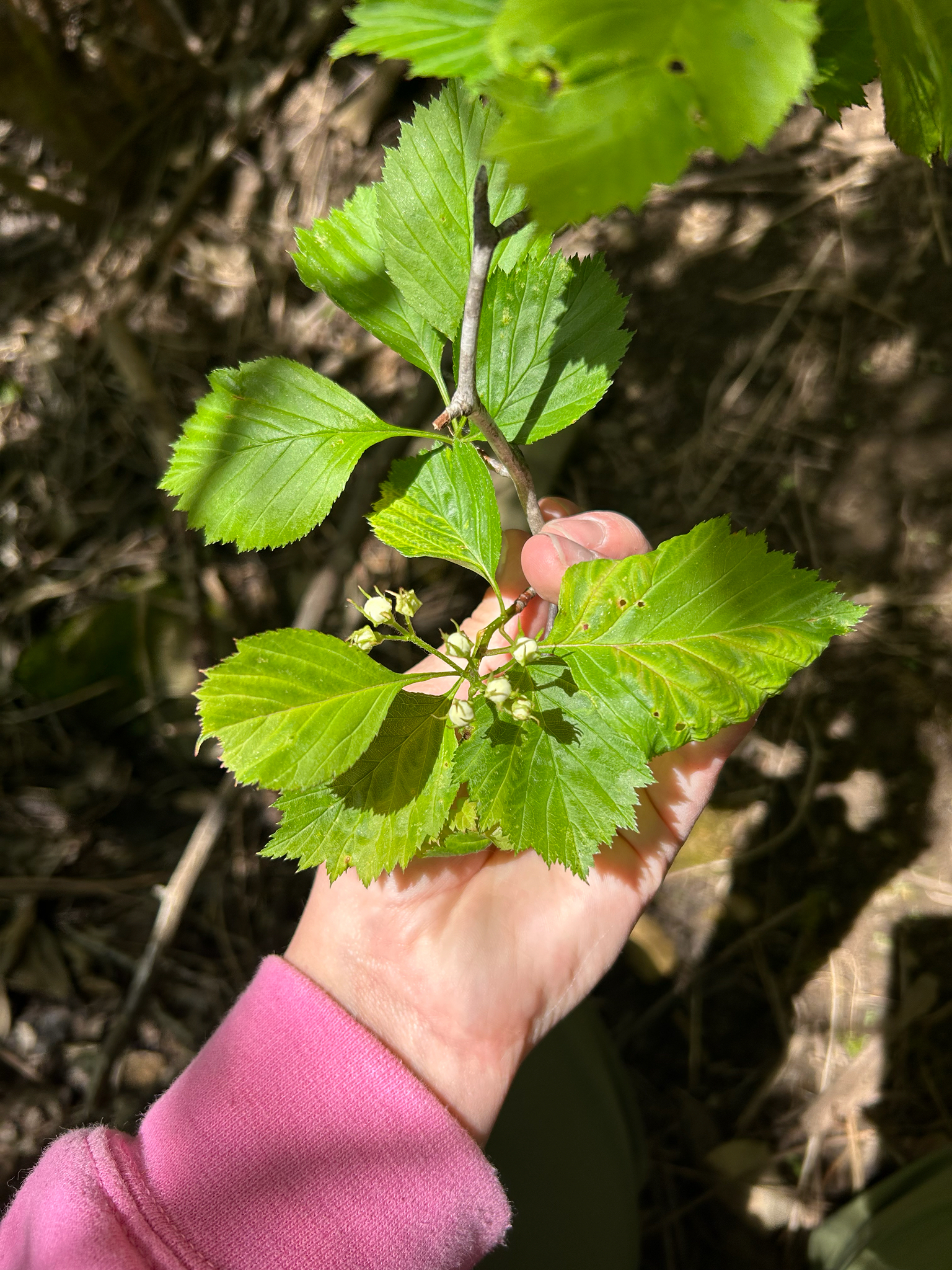 Mexican hawthorn