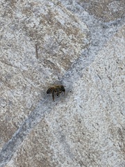 Apis mellifera