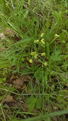 Lomatium utriculatum