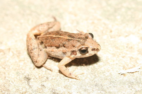 Lowland Tropical Bullfrog
